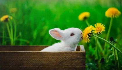 九游在线玩-智能穿戴设备在青少年体育锻炼中的应用，智能穿戴项目